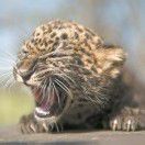 Leoparden-Nachwuchs