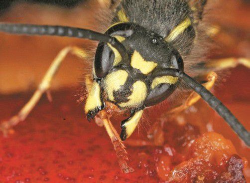 Für Allergiker kann ein einziger Wespenstich böse enden – wenn man nicht gewappnet ist. Foto: ap