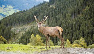 Wirtschaftswert der Jagd liegt bei 29 Millionen Euro