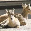 Wildpark mit 50 Jungtieren