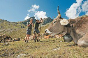 Seit dieser Woche sind alle bewirtschafteten Alpen belegt