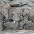 Geburtstagsfeier im Tiergarten Schönbrunn