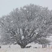 Schneefall in Johannesburg