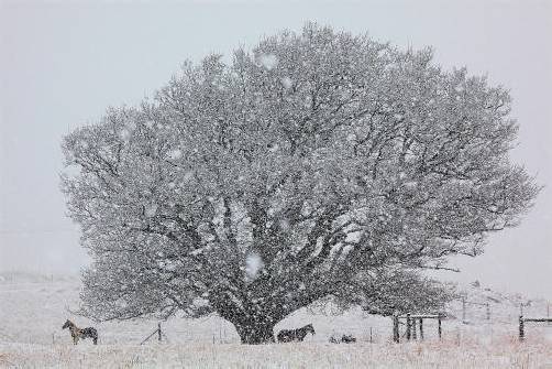 Das letzte Mal schneite es 2007 in Johannesburg. Foto: EPA