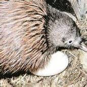 Kiwi rettet Ei vor Hochwasser