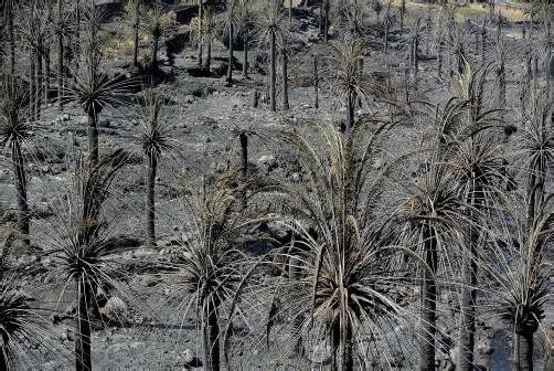 Der vor gut zwei Wochen ausgebrochene Waldbrand hat auf La Gomera von den knapp 4000 Hektar Parkfläche etwa 900 zerstört. Foto: EPA