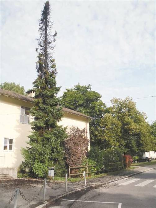 Die vom Blitz gezeichnete Tanne bei der Hauptschule Rieden. Foto: feuerwehr