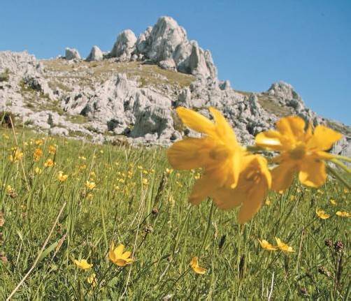 Eine farbenprächtige Blumenwiese im berühmten Nugget-tsil-Gebirge. Fotos: Christian Schreiber