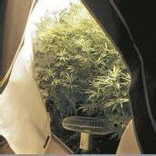 Hanf-Plantage in Wohnung ausgehoben