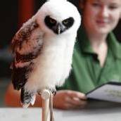 Gewichtskontrolle im Londoner Zoo