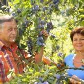 Ein zartes Pflänzchen Regionalität