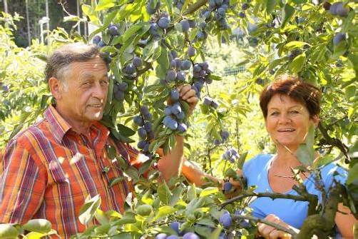 Erich und Monika Ebenhoch aus Rankweil beliefern Partnerbetriebe mit heimischen Früchten.  Foto: thm