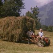 Wie Gras zu Heu gemacht wird