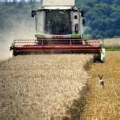 Der Gott Auto und der Treibstoff