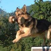 Intern. Hundeturnier um Pfänderpokal