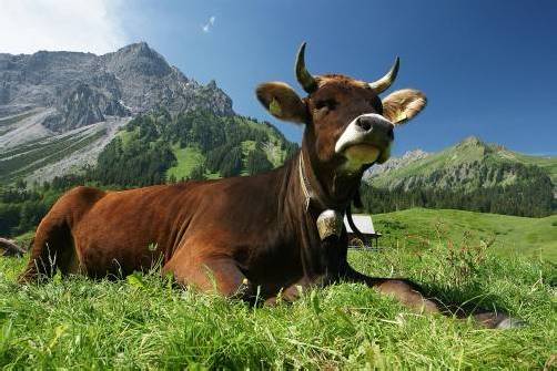 Buhlen um Alpvieh für die kommende Saison. Foto: Berchtold