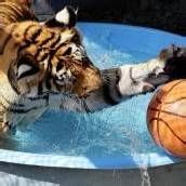 Wasserball