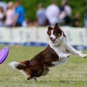 Hundefrisbee