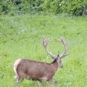 „Dorfhirsch“ erlegt, Anrainer sind empört /B1