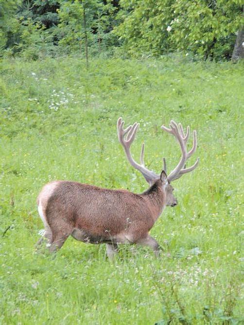 Hirsch „Heinrich“ wurde am Donnerstag erlegt. Foto:Privat