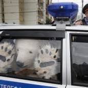 Eisbären von Polizei abgeführt