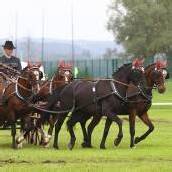 Vier Tage Pferdesport bei Bregenz Classic