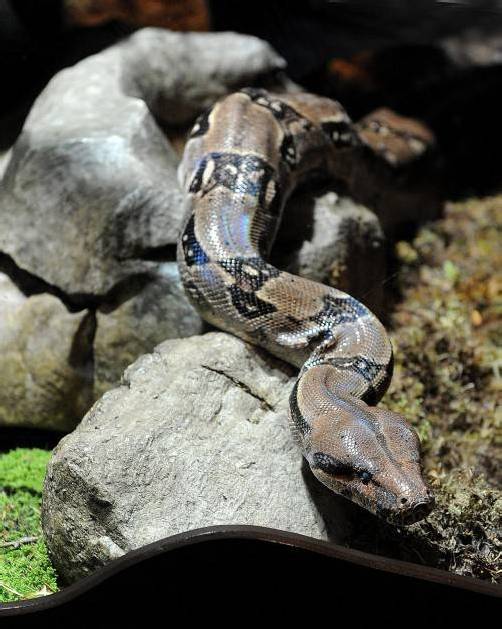 Die eingefangene Schlange ist nun in einem Reptilienzoo. Foto: APA