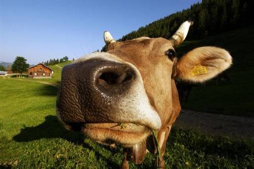Eine Forderung: Wie viel Vieh auf der Alpe ist, soll stärker berücksichtigt werden. Foto: Berchtold