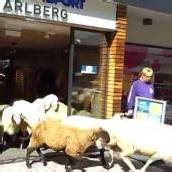 St. Anton: Tierischer Besuch in Sportgeschäft
