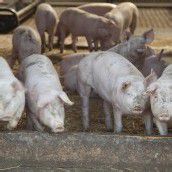 Geld für tiergerechte Ställe