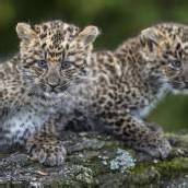 China-Leoparden