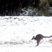 Schnee in Australien: Kältester Oktober seit vierzig Jahren