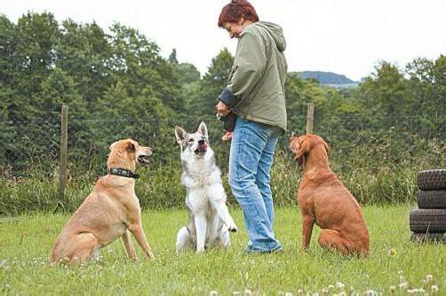 Hundeschule 2