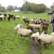Schafzüchter vermutet gezielte Tat
