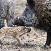„Die Wildschweine haben Zukunft“