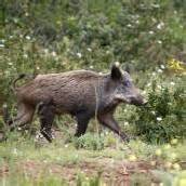 Wiener Wildschweinen geht es an den Kragen