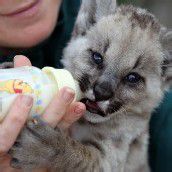 Puma-Baby lässt sich füttern