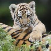 Sibirischer Tiger