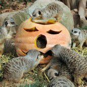 Halloween-Kürbis für Erdmännchen