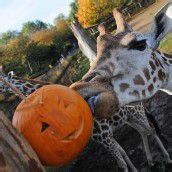 Halloween im Zoo von London