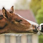 Heute stehen die Tiere im Mittelpunkt