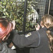 Panda-Bub Fu Hu auf langer Reise nach China