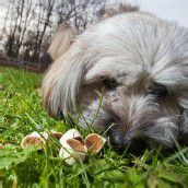 Gift-Köder in Bludesch: Zwei tote Hunde gemeldet