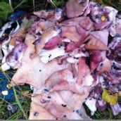 Verfahren um Giftköder wurde eingestellt