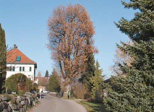 Ein Naturjuwel: die ca. 130 Jahre alte Eiche unweit der Hohenweiler Kirche. Foto: Sohm
