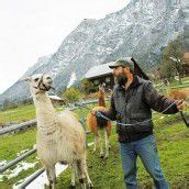 Lamas: An langer Leine lammfromm