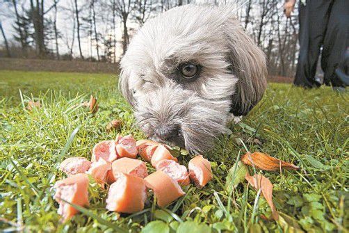 Unbekannter versetzte Fleisch-Köder mit Blaukorn. VN/Steurer