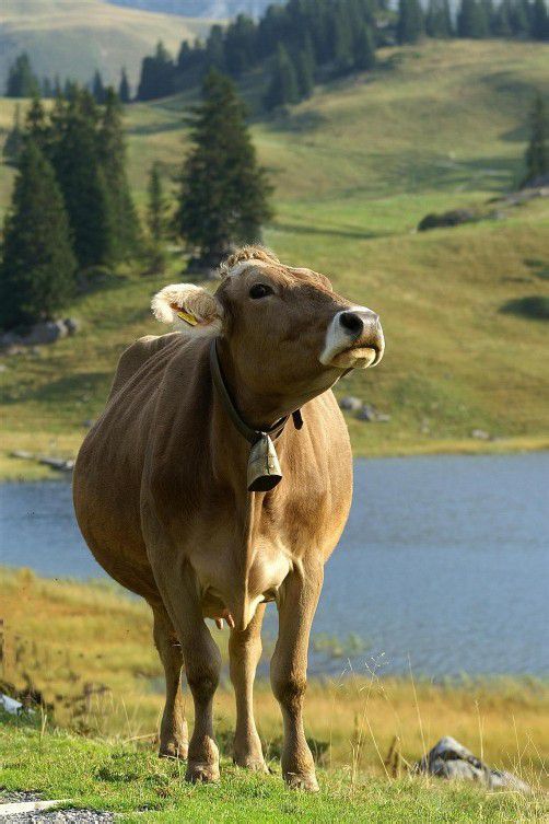 Vorarlbergs Kühe werden immer größer und leistungsfähiger. Foto: VN