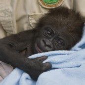 Baby-Gorilla
