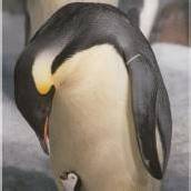 Kaiserpinguine brauchen Meereis